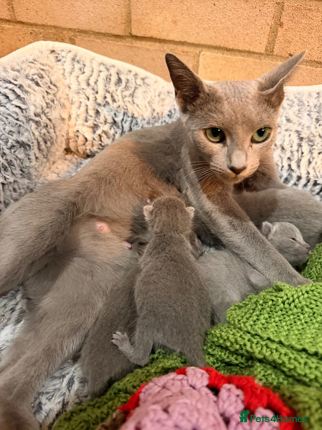 Russian Blue cats for sale: 💙🐾 GORGEOUS RUSSIAN BLUE KITTENS FOR SALE  in Peterborough - Advert 11