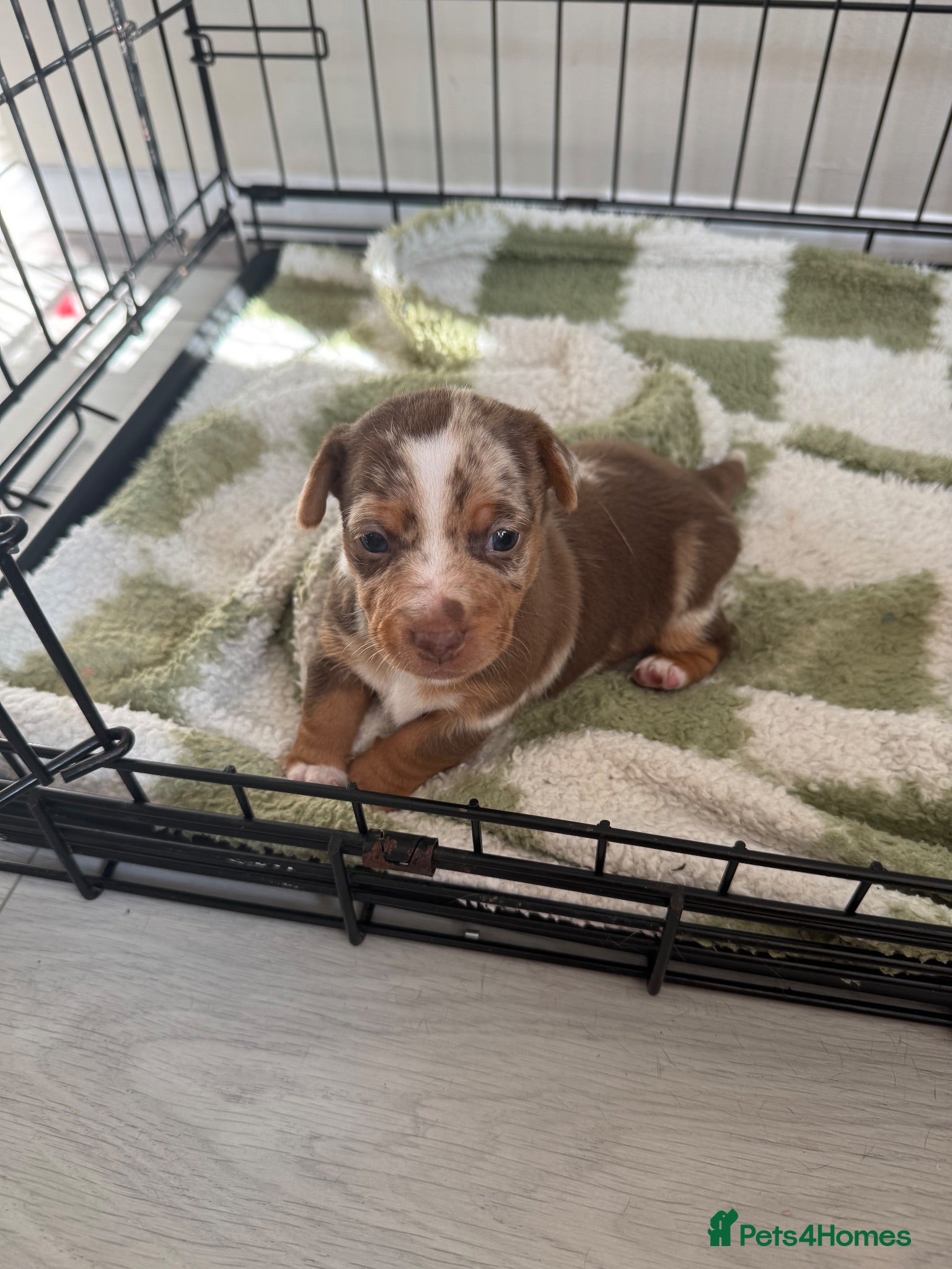 Jack Russell dogs 3 Jack Russel Merle pups  - Advert 6