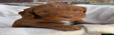 Cockapoo 2