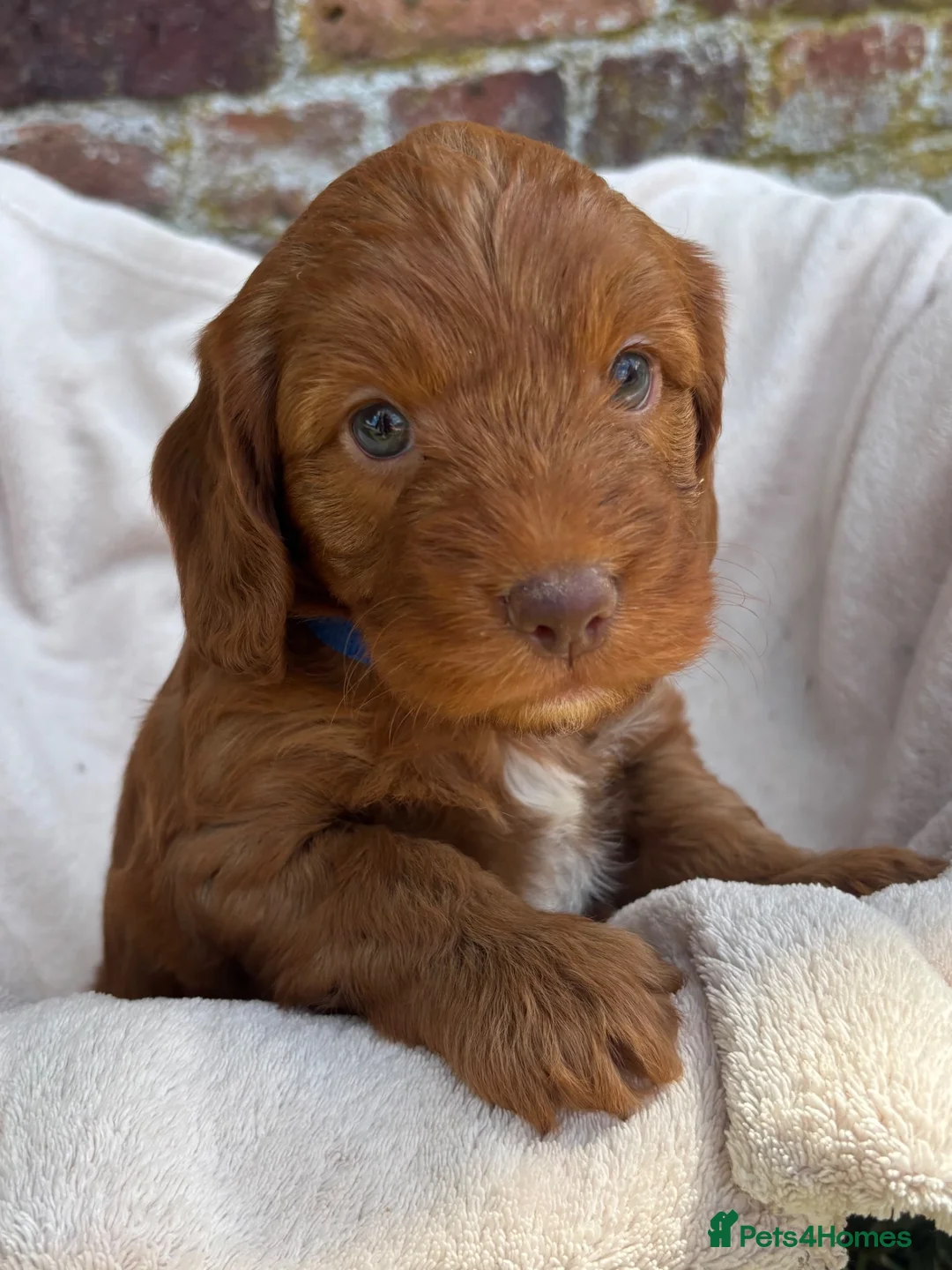 Cockapoo dogs for sale: F1 Cockapoo Boy KC Parents DNA Health Tested Dad  - Advert 1