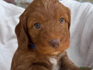 Cockapoo dogs F1 Cockapoo Puppies KC Parents DNA tested dad - Advert 2