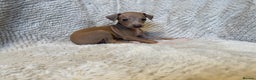 Italian Greyhound dogs for sale: KC Champion lines ⭐️ Italian Greyhound puppies  - Advert 12