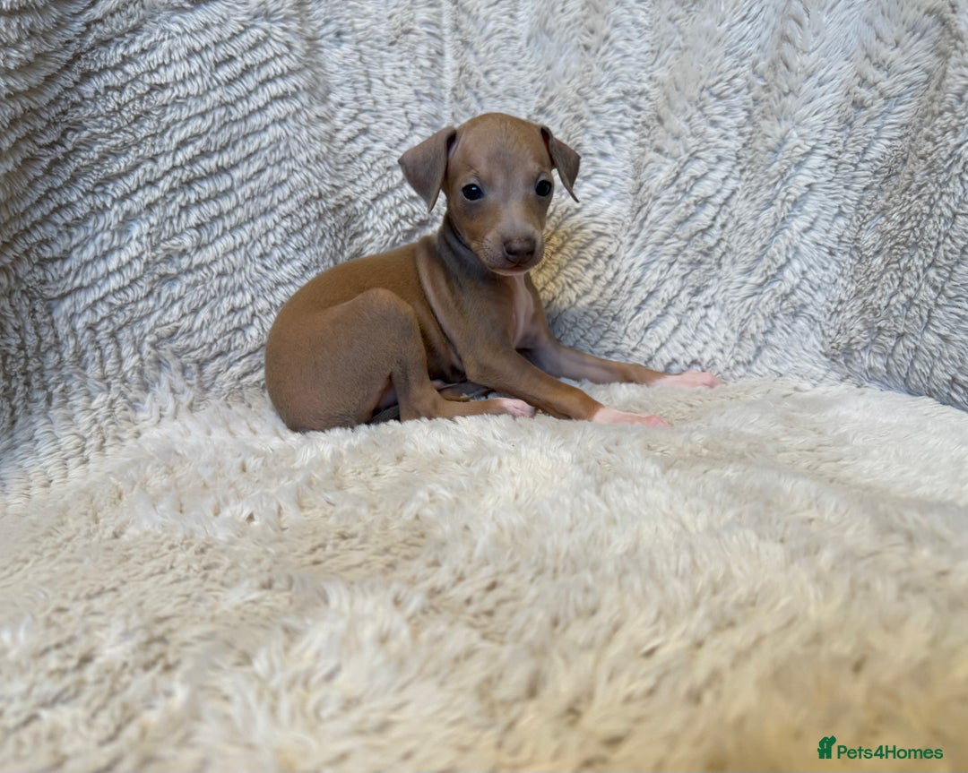 Italian Greyhound dogs for sale: KC Champion lines ⭐️ Italian Greyhound puppies  - Advert 12