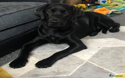 Labrador Retriever dogs for stud: KC registered Labrador in Bishop Auckland - Image 3