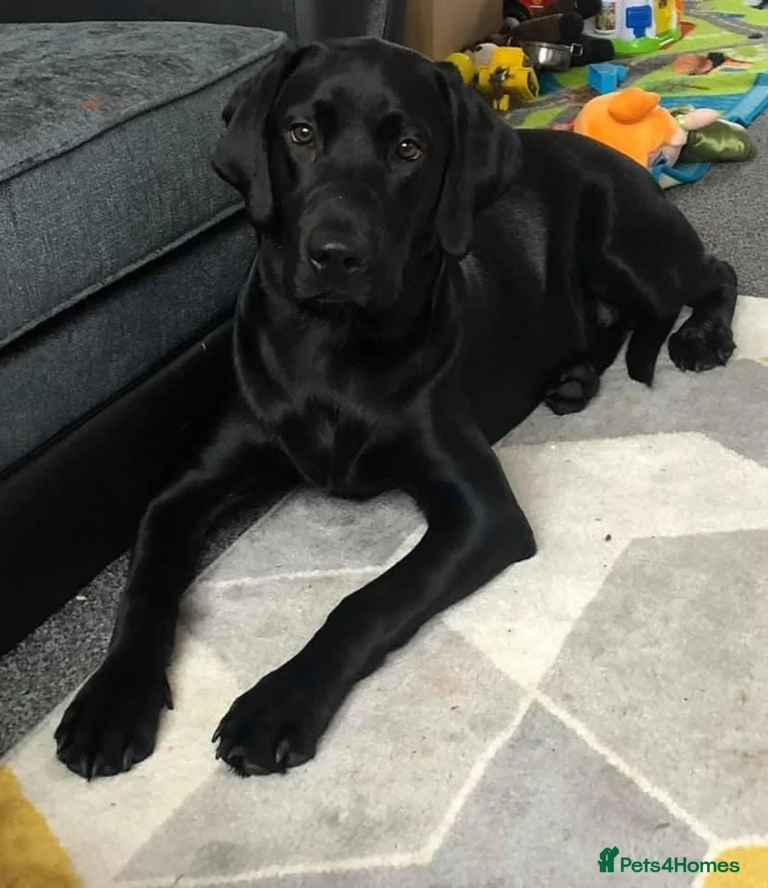 Labrador Retriever dogs for stud: KC registered Labrador in Bishop Auckland - Advert 2