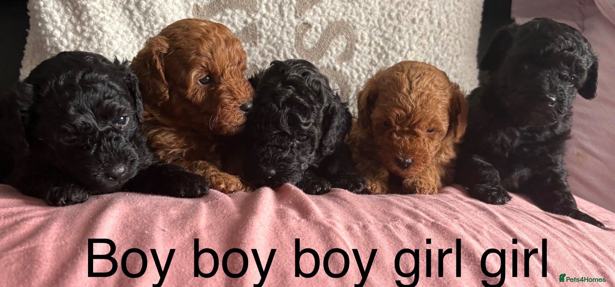 Yorkiepoo dogs Toy poodle mixes - Advert 1