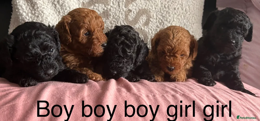 Yorkiepoo dogs for sale: Toy poodle mixes - Advert 1