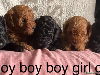 Yorkiepoo dogs Toy poodle mixes - Advert 1