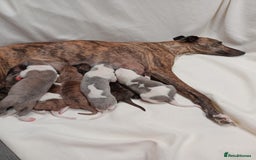 Whippet dogs for sale: *LAST MALE PUPPY* Beautiful KC Registered Puppies - Image 17