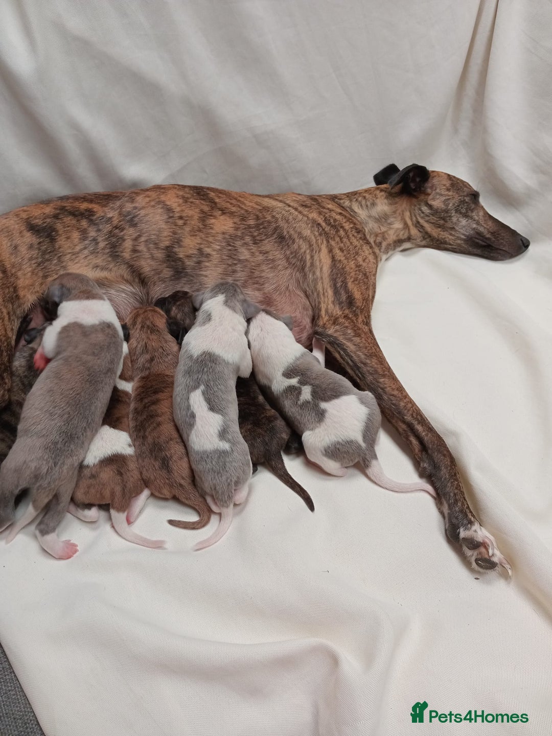 Whippet dogs for sale: *LAST MALE PUPPY* Beautiful KC Registered Puppies - Image 17