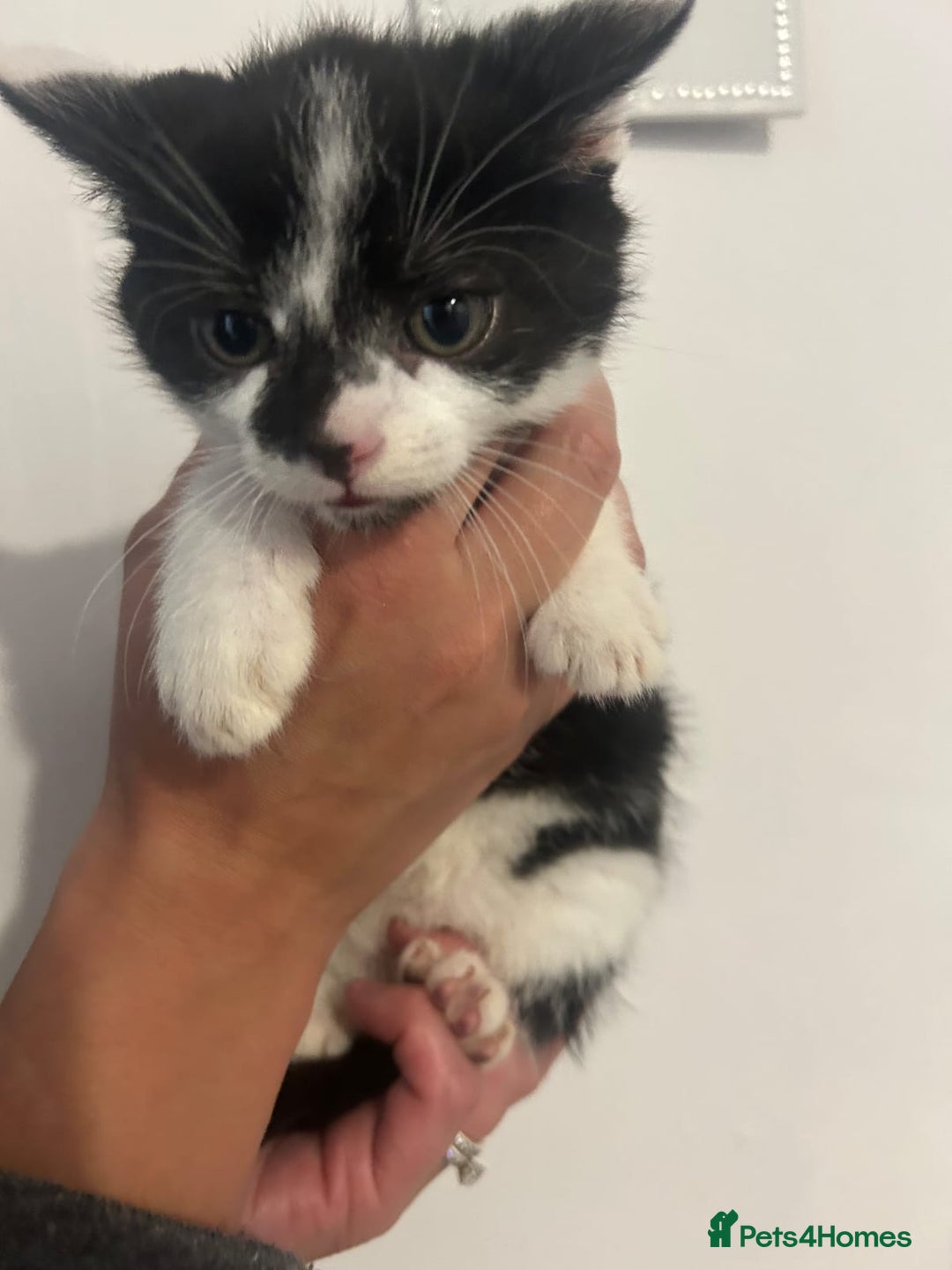 Mixed Breed cats for sale: 5 adorable kittens v - Image 7