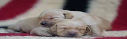 Goldador dogs for sale: The sweetest companions - Advert 3