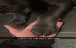 Cane Corso dogs for sale: *** 11 WEEK OLD PUPPY Cane corse boy 🥇 - Advert 5