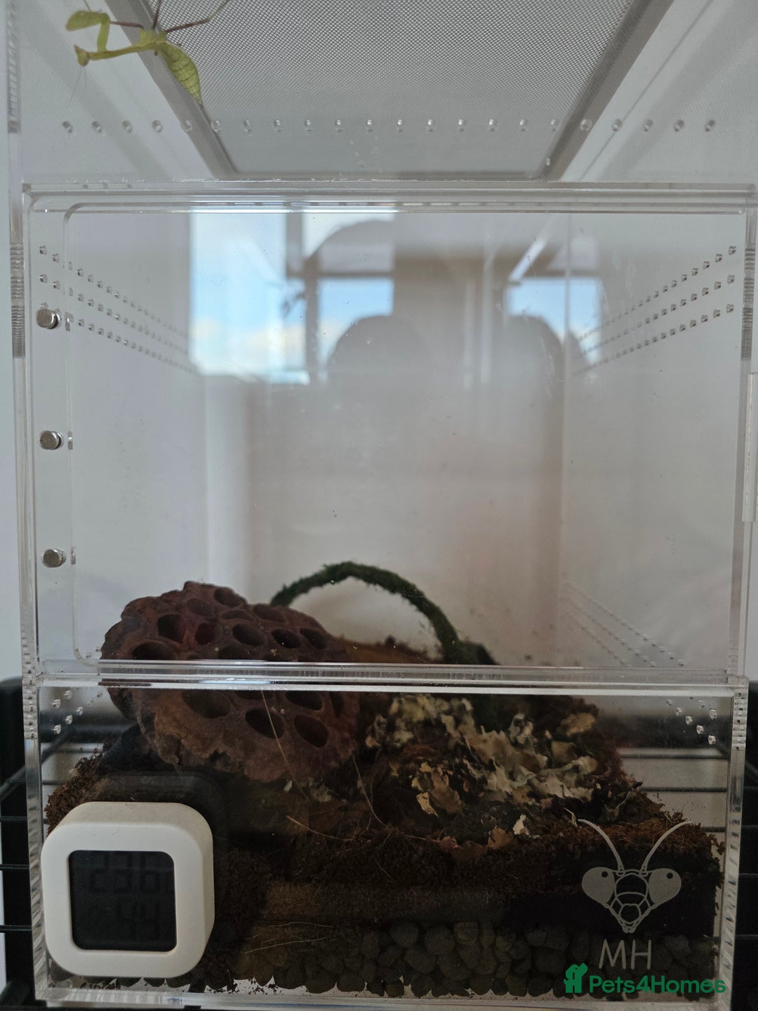 Praying Mantis invertebrates for sale: Giant African mantis - Advert 1