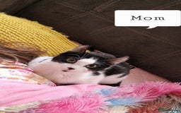 Mixed Breed cats for sale: 4 peculiar kittens with elf ears ❤️ - Image 5
