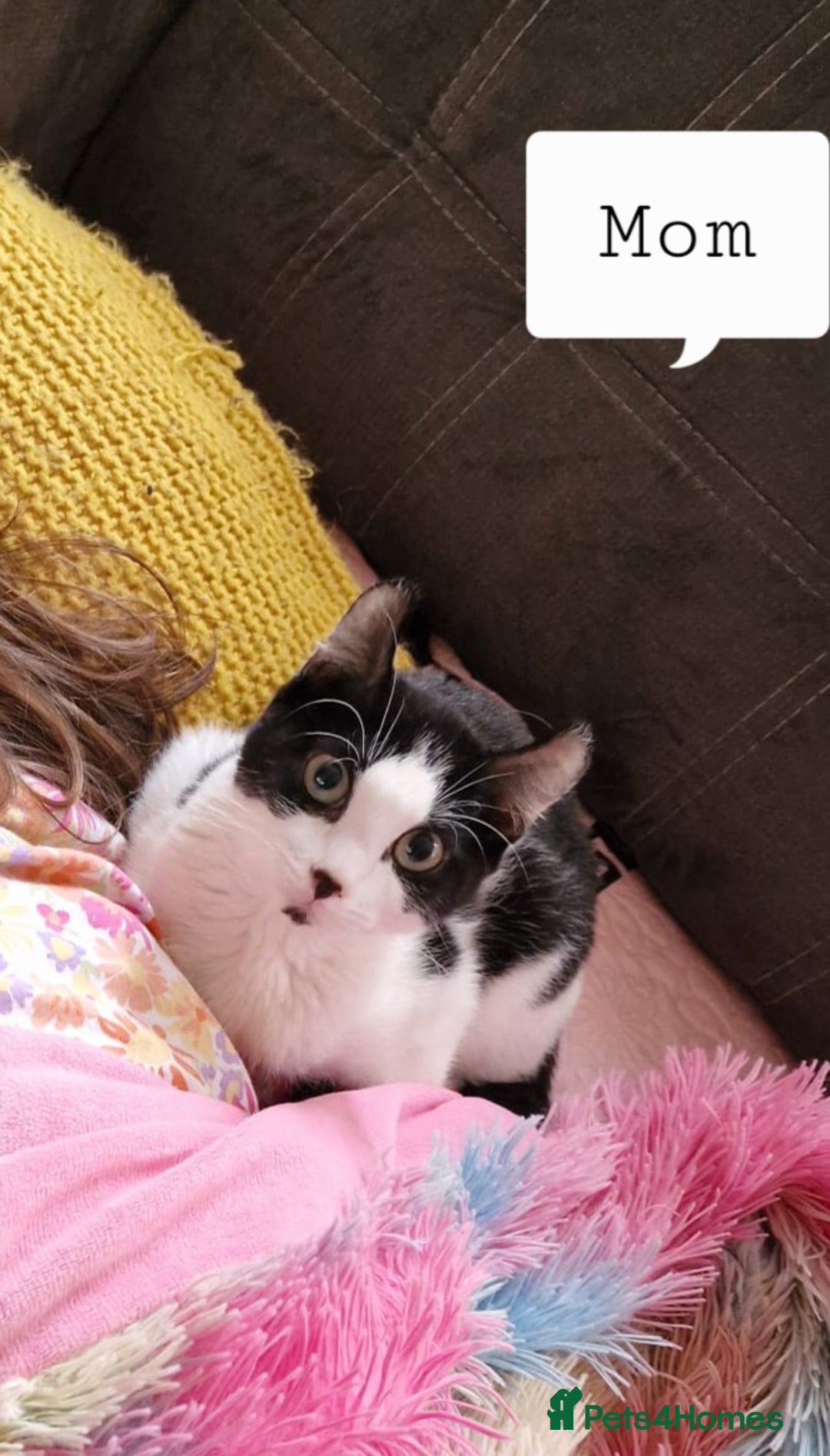 Mixed Breed cats for sale: 4 peculiar kittens with elf ears ❤️ - Image 5
