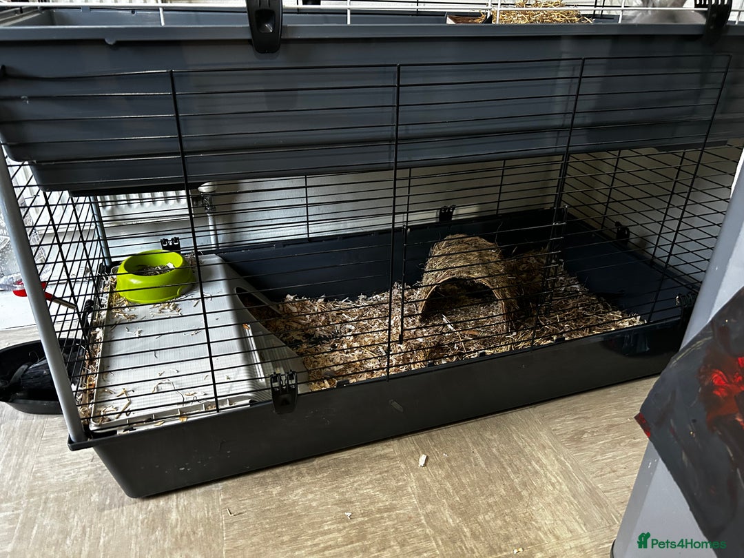 Lionhead rabbits for sale: 2 x Male Lion Rabbits with cage, all accessories  - Advert 5