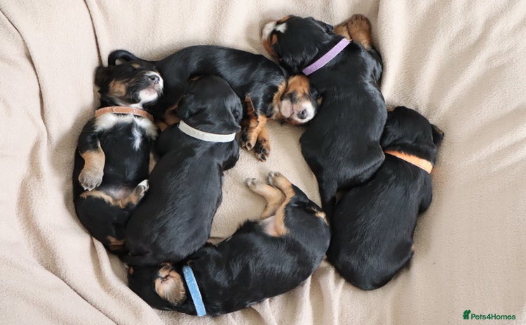 Cocker Spaniel dogs - Advert 12