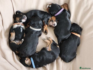 Cocker Spaniel dogs - Advert 1