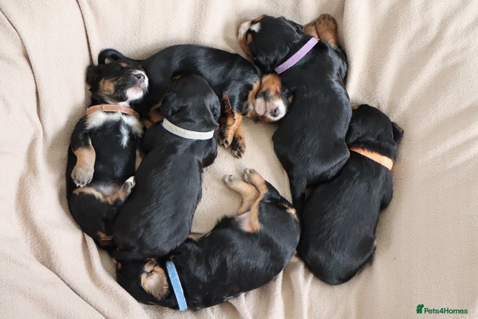 Cocker Spaniel dogs - Advert 2