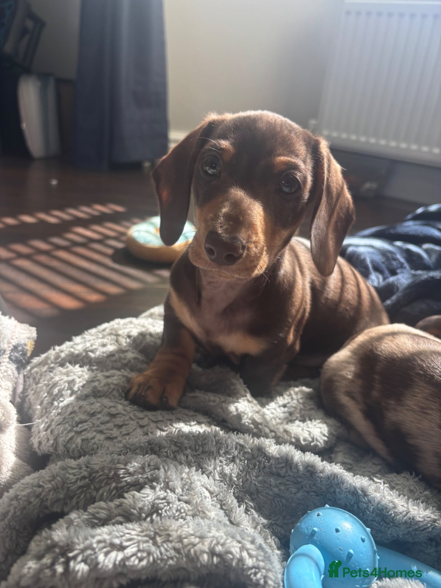 Miniature Dachshund dogs Miniature Dachshund Puppies, one boy left! - Advert 13