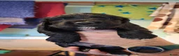 Sprocker dogs for sale: Sprocker puppies for sale  in Thornhill - Advert 4