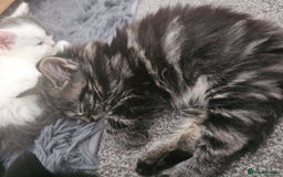 Mixed Breed cats for sale: Gorgeous fluffy kittens.READY NOW - Image 9