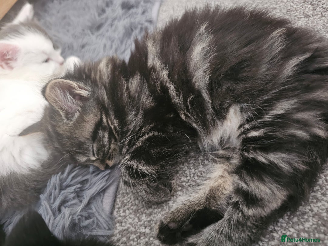 Mixed Breed cats for sale: Gorgeous fluffy kittens.READY NOW - Image 9