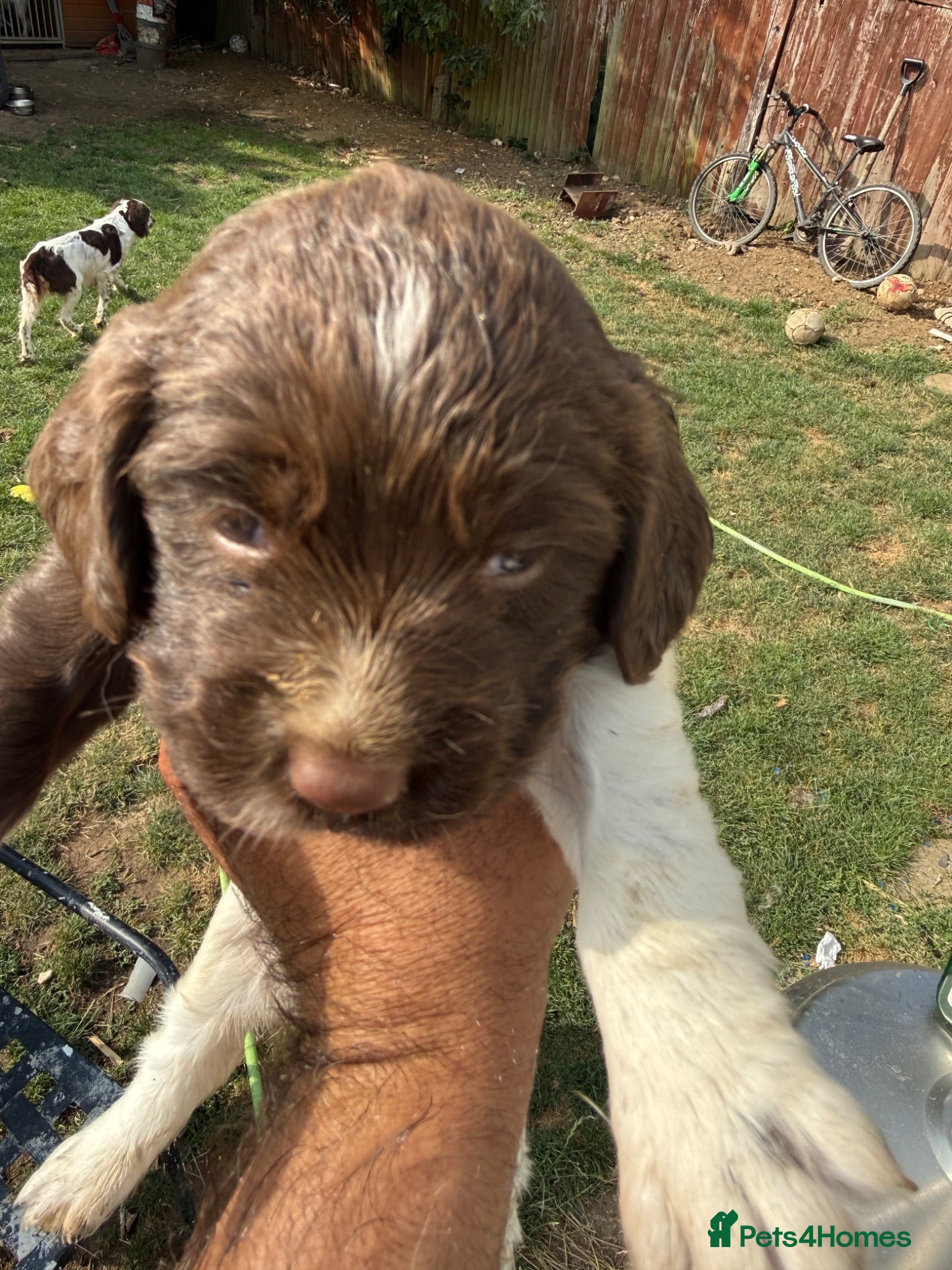 English Springer Spaniel dogs FTCH line pups - Advert 2