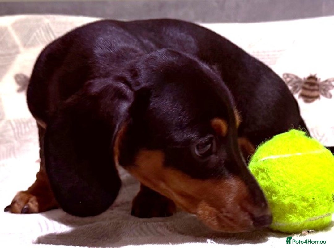 Miniature Dachshund dogs for sale: Ruby and Marley pups - Advert 22