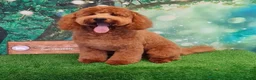 Miniature Poodle dogs for sale: KC registered miniature poodles  - Advert 5