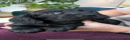 Cocker Spaniel dogs for sale: Stunning Cocker Spaniel Puppies  - Advert 6