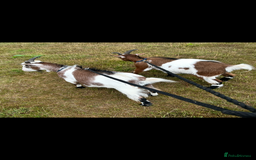 Goats livestock for sale: 2 Friendly pet goats. Wethers. - Image 7