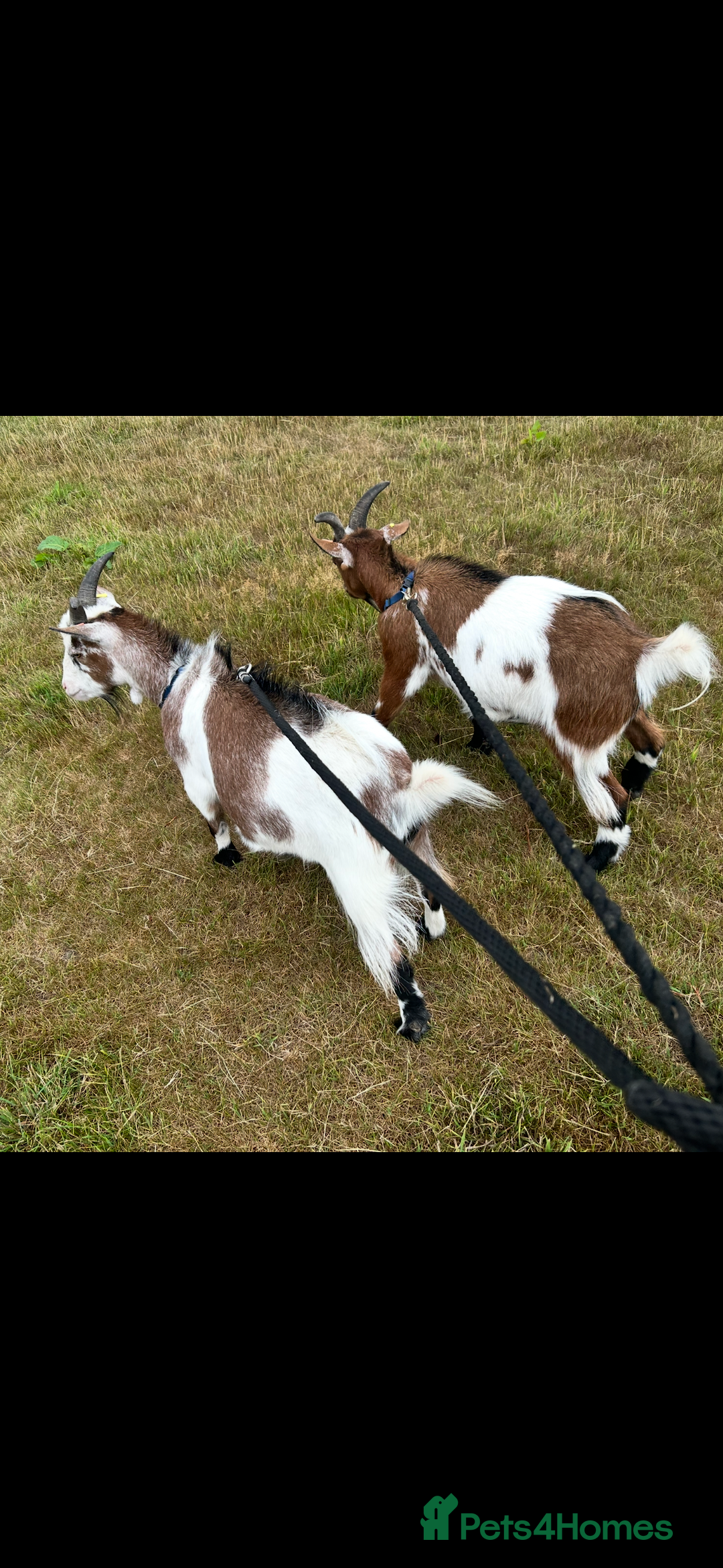 Goats livestock for sale: 2 Friendly pet goats. Wethers. - Image 7