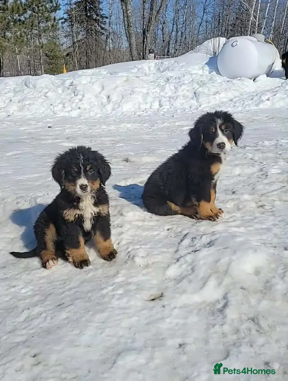 Bernese Mountain Dog dogs LAST 2* Purbred Bernese Mountain Dog Puppies - Advert 13