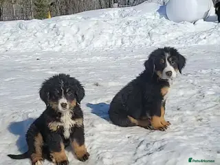 Bernese Mountain Dog dogs LAST 2* Purbred Bernese Mountain Dog Puppies - Advert 13