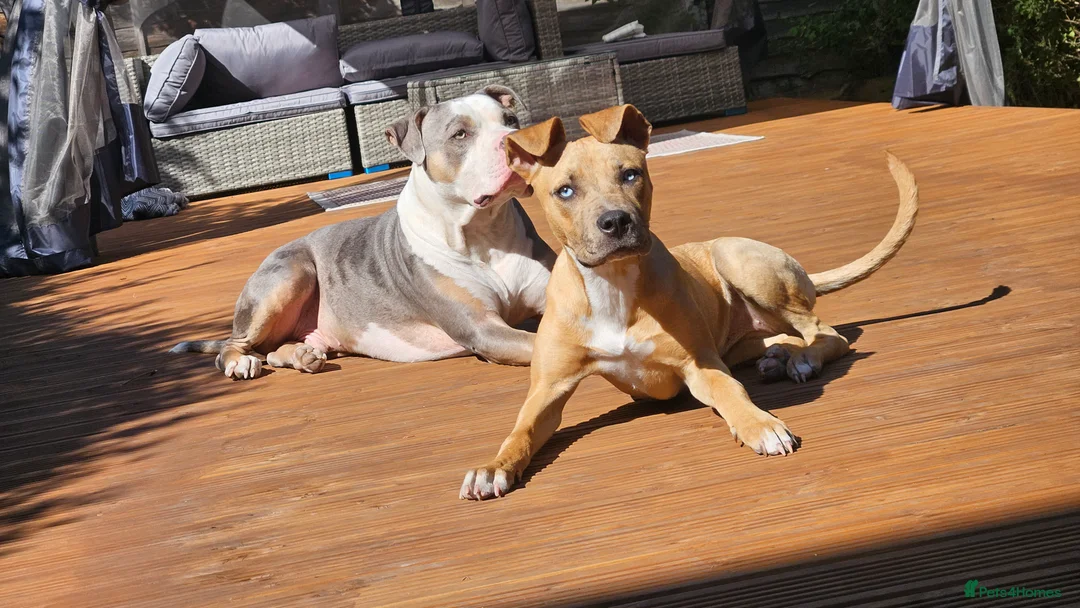 Mixed Breed dogs for sale: Female mixed breed 1 year animal child friendly - Advert 3