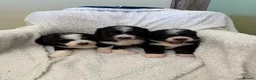 Bernedoodle dogs for sale: Bernadoodle pups homebred  - Advert 16