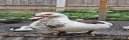 Ducks poultry for sale: POL + Adult Muscovy Hens & Drakes - Advert 7