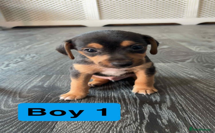 Jack Russell dogs - Advert 2