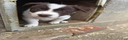 Border Collie dogs for sale: Gorgeous KC reg red and white border collies - Advert 11