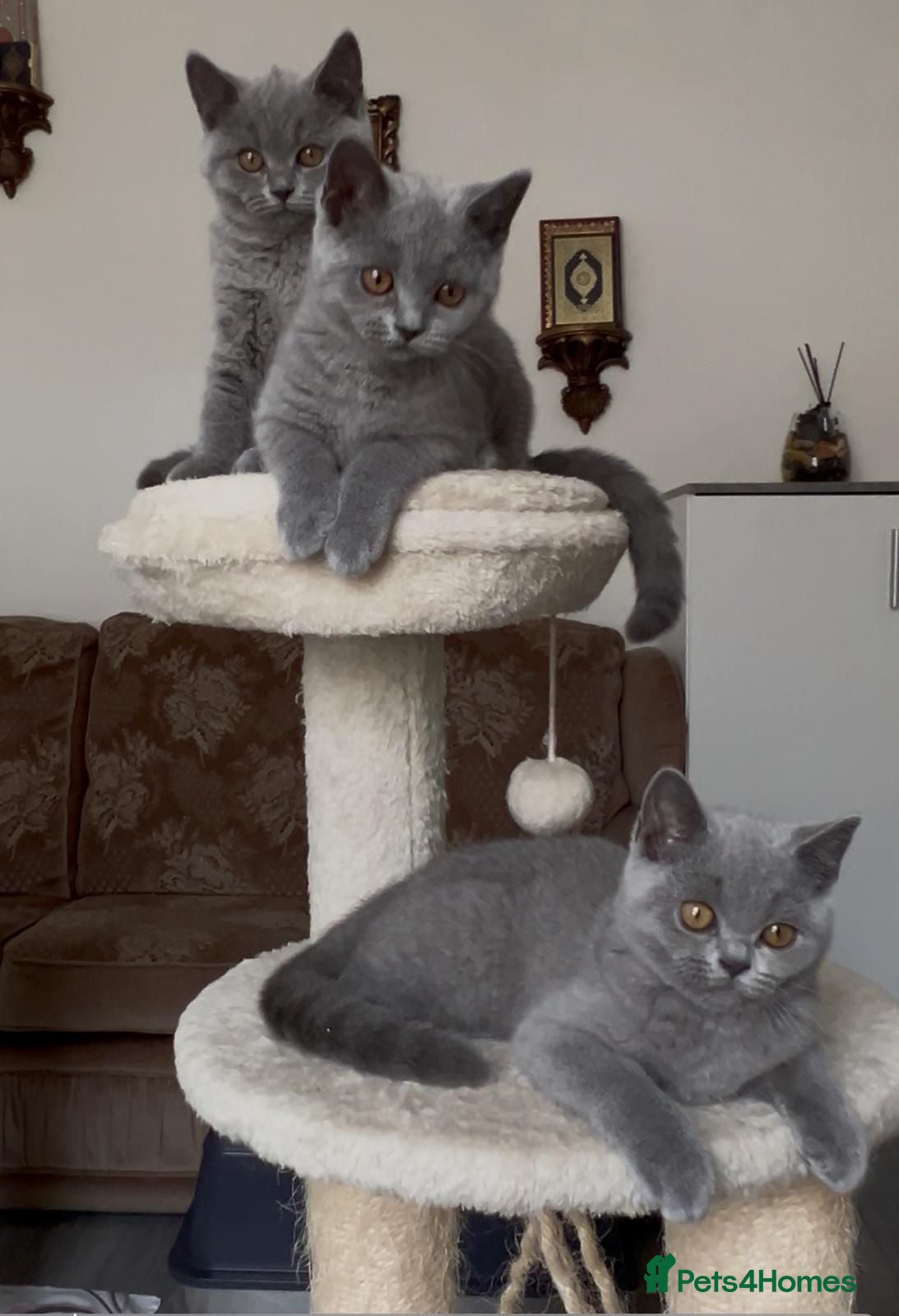 British Shorthair cats Three sweet blue Britishshorthair kittens girls  - Advert 2