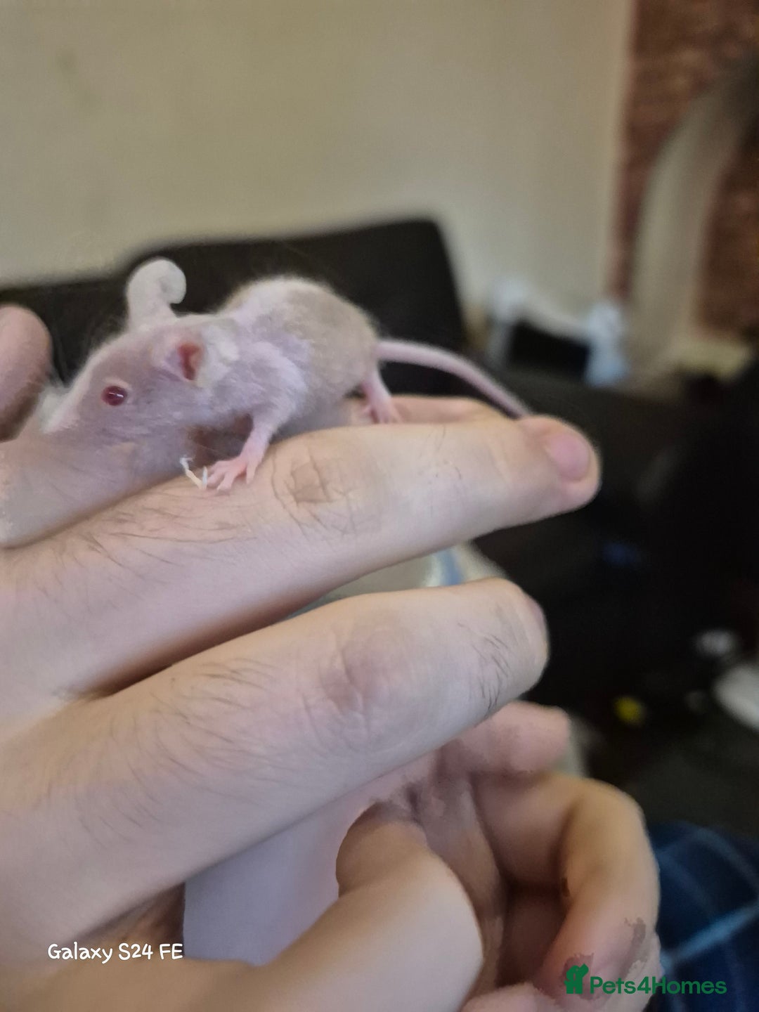 Mouse rodents for sale: Baby Fancy Mice - Image 2