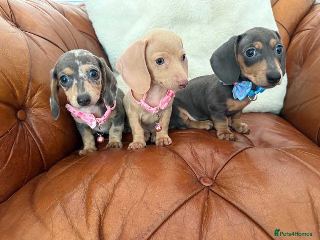 Miniature Dachshund dogs for sale: Beautiful Mini Dachshund Pups 🐶 5 Star ⭐ Breeder - Image 8
