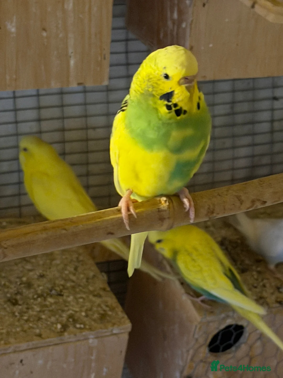 Budgerigars birds for sale: Budgies for sale.  - Advert 8