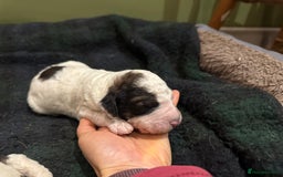 Bernedoodle dogs for sale: Bernedoodle F1B puppies - Image 29