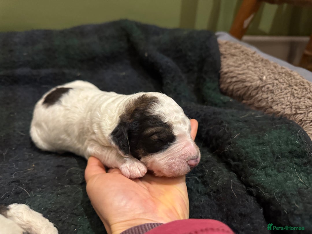Bernedoodle dogs for sale: Bernedoodle F1B puppies - Image 29