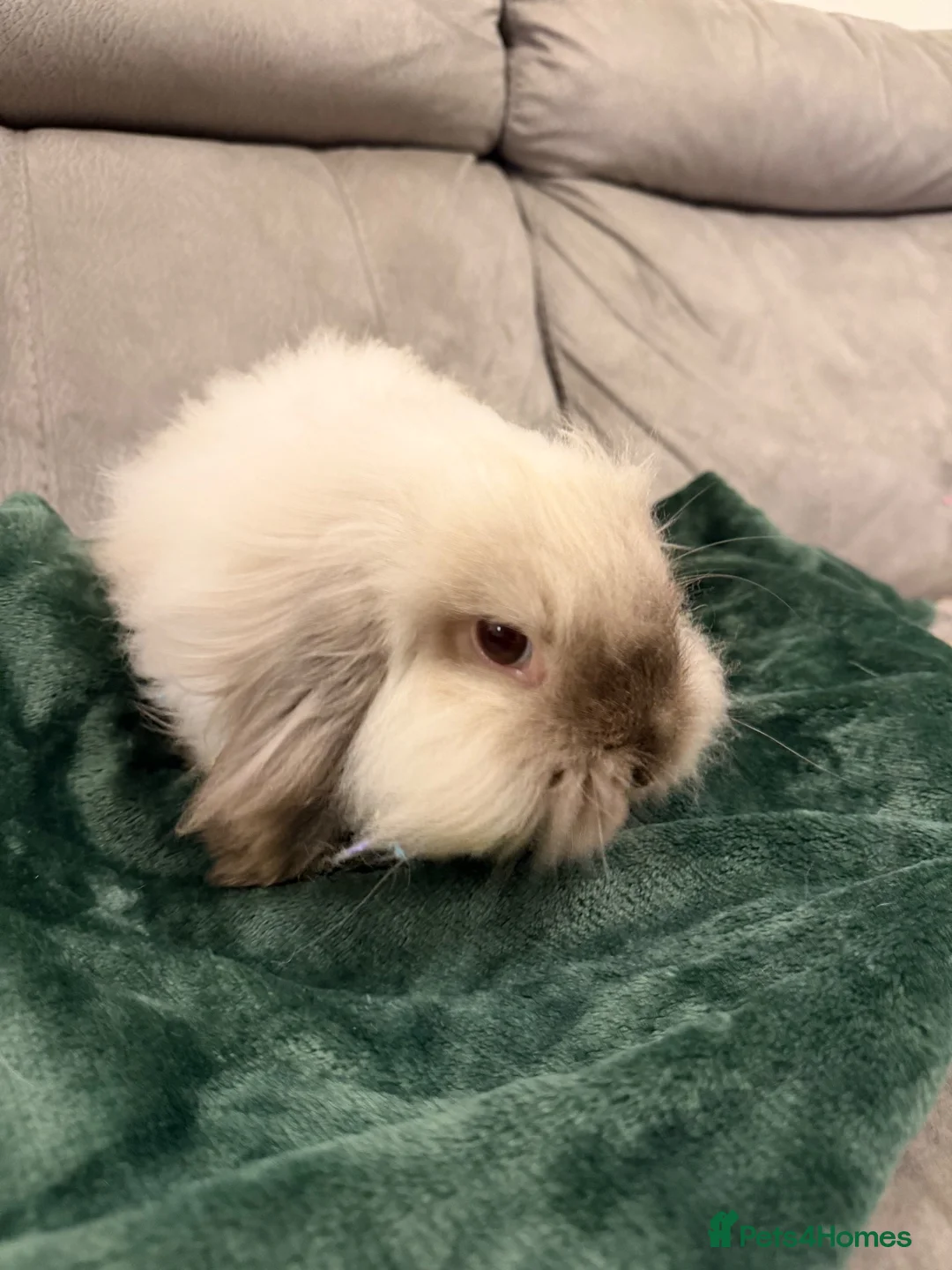 Mixed Breed rabbits for sale: Bondied Bunnies looking for a new home  - Advert 2