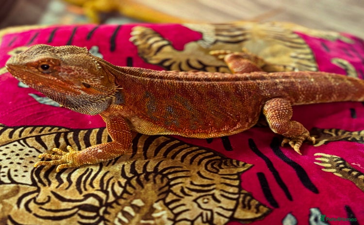 Bearded Dragon reptiles - Advert 1