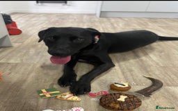 Mixed Breed dogs for sale: 12 week old Labrador mix puppy - Image 7